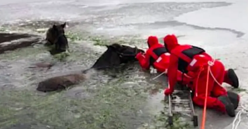 Firefighters Works Around The Clock To Save Two Horses After Falling Through Ice