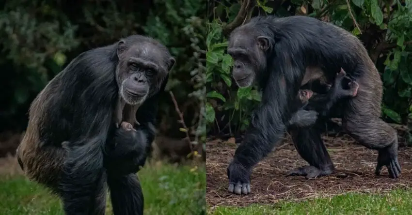 Zoo Employees Celebrate The Birth Of The Most Critically Endangered Chimpanzee