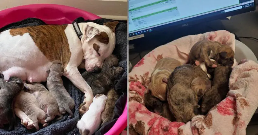 Pregnant Dog Saved On Christmas From Freezing Cold Just Before Giving Birth