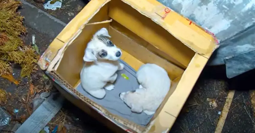 Small Puppies Abandoned In Cardboard Box Near Trash Can