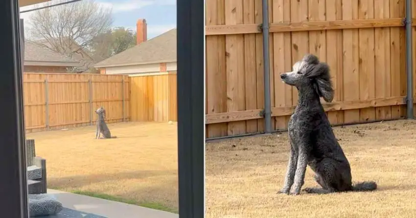 Mom Filmed Her Poodle While Posing Majestically in the Wind