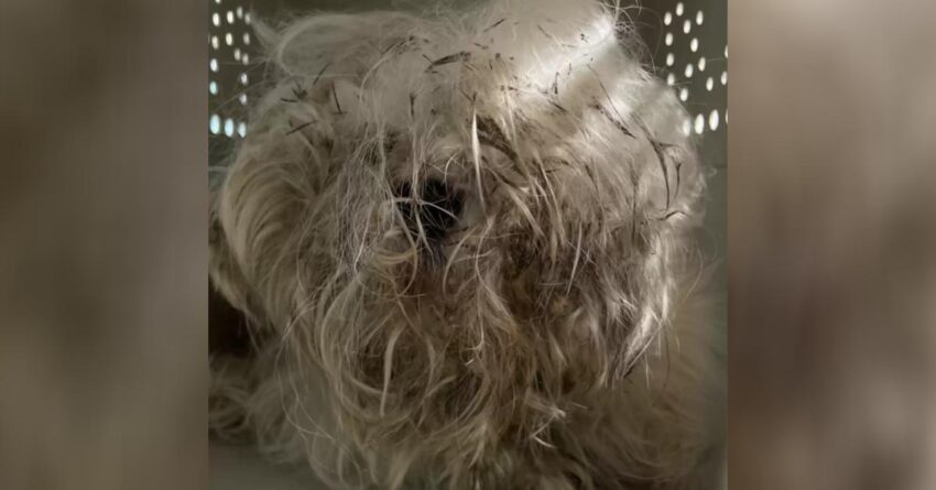 Small Stray Dog Is Now Unrecognizable After Emergency Makeover