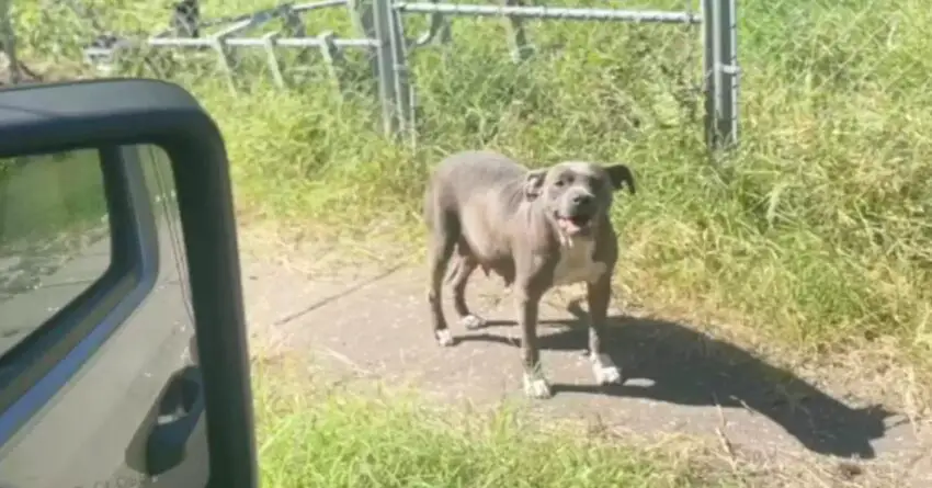 Woman Notices Dog Outside An Abandoned Building And Finds Out She Is Not Alone