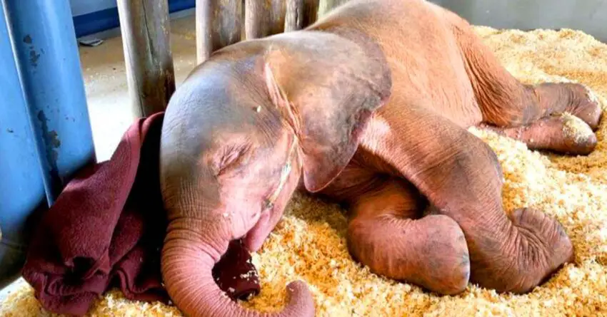 Albino Baby Elephant Rescued After Being Trapped In Snare For 4 Days