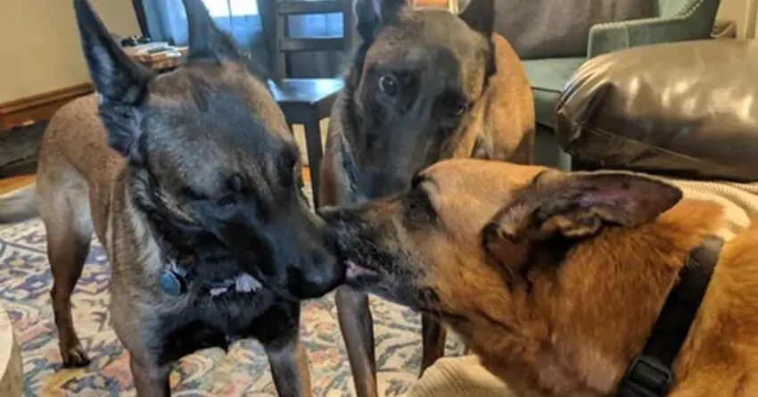 Dogs Give Goodbye Kisses To Their Sick Brother Before Being Sent To Be Euthanized