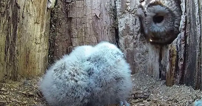 Eggs Of Owl Mom Didn’t Hatch, She Is Now Overjoyed When She Finds Babies In Her Nest