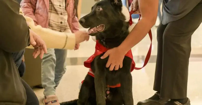 Dog Who Was Abandoned At Airport Got Adopted By A United Pilot