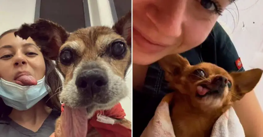 Veterinary Nurse Has Its Own Sweet Way To Greet Pets Waking After Surgery