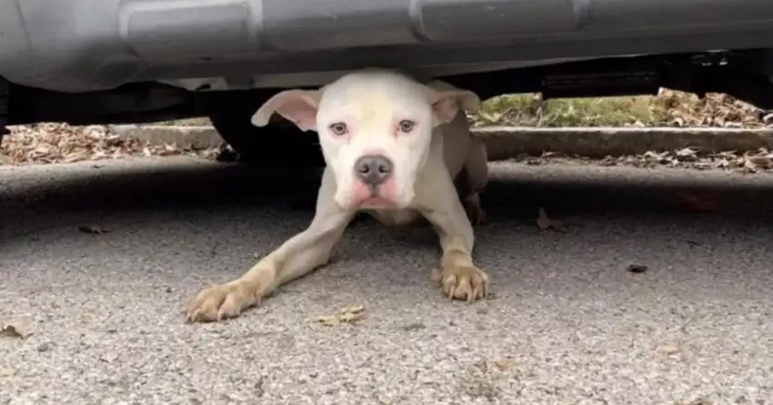 Stray Dog Living Under A Vehicle Waited Several Weeks Until Somebody Finds Him