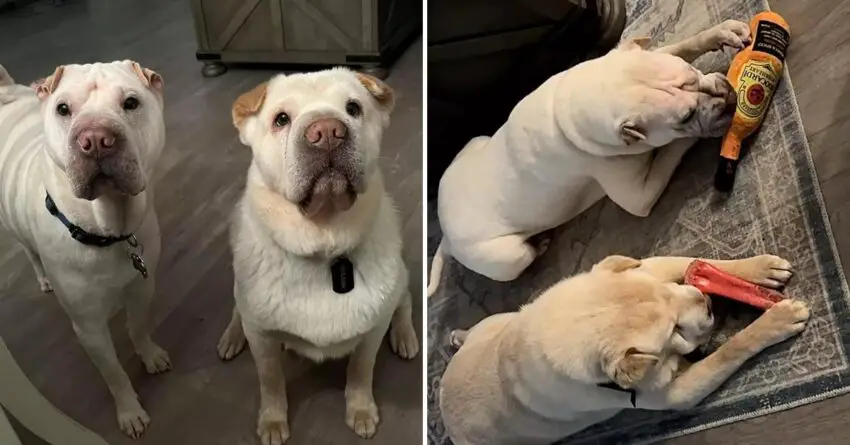 Couple Adopted Dog Who Is Very Similar To Their Dog, Then Finds Out Why