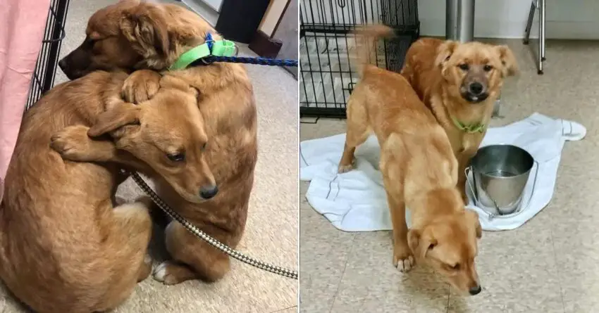 Puppy At Shelter Tries To Comfort Her Sister With A Hug After Being Rescued