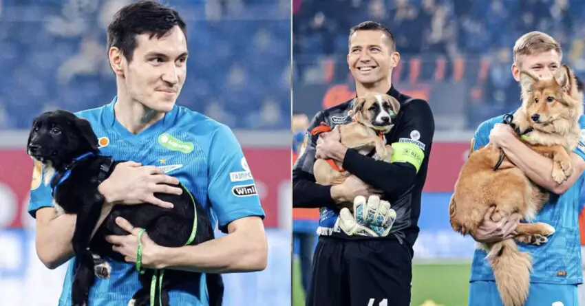 Professional Football Players Steps Into The Field Carrying Shelter Dogs Looking For Homes