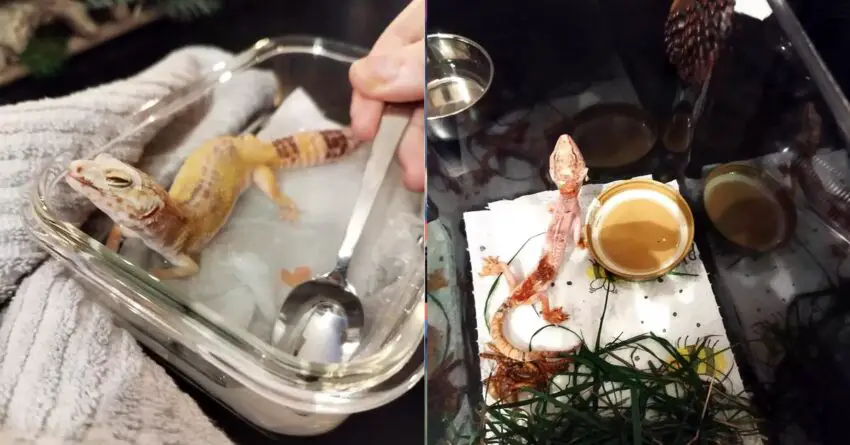 Woman Finds Sick Gecko  In Park And Helps It To Complete Recovery