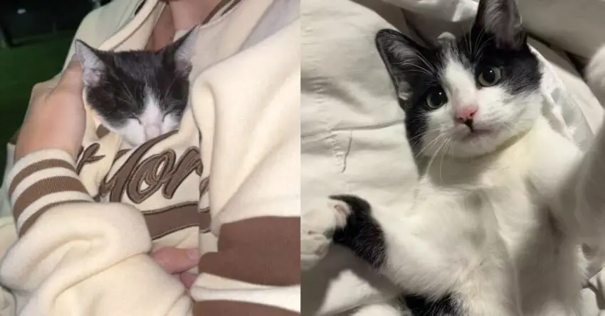 Group At Beach Finds Tiny Kitten Tied Up In Palm Tree Meowing For Help