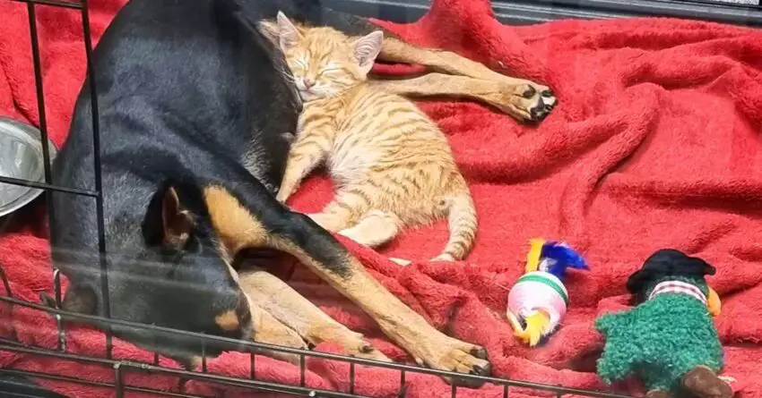 Tiny Kitten Sneaks Out Of Its Kennel To Comfort Terrified Dog At The Vet