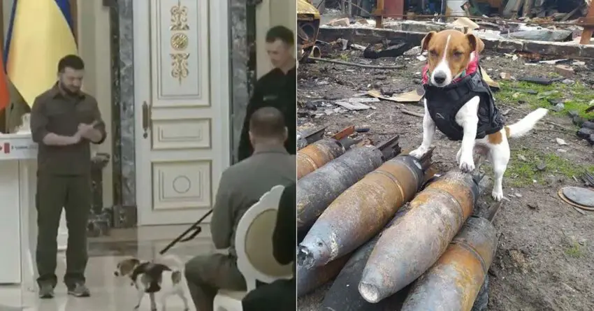 Ukrainian President Honors Brave Dog A Medal For Saving Many Lives