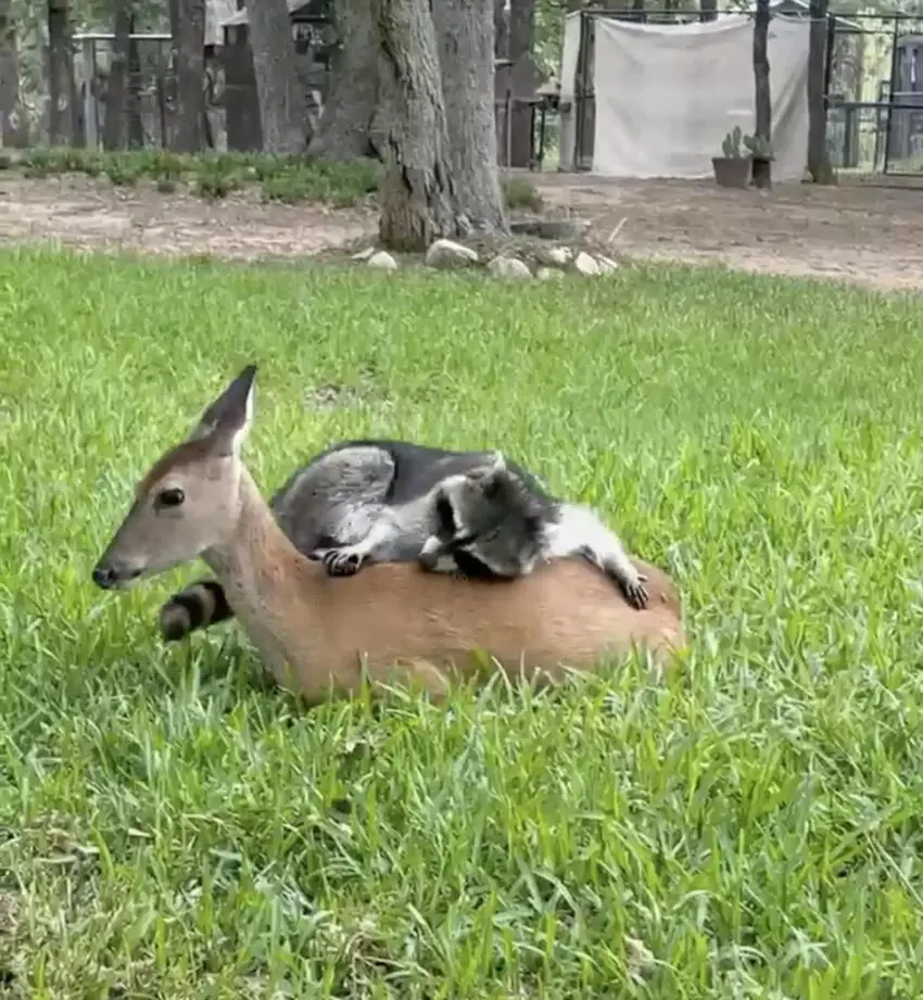 Raccoon Builds An Adorable Friendship With Baby Deer Who Lost Her Mom