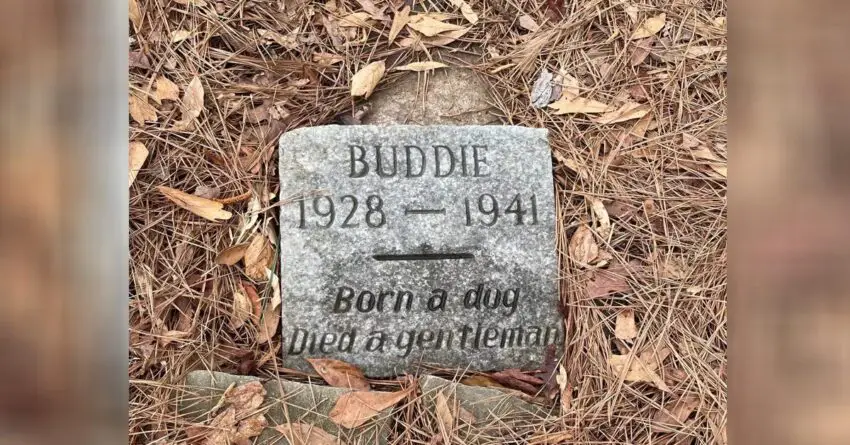 Guy Finds An 80-Year-Old Dog Grave Which Left Him In Tears