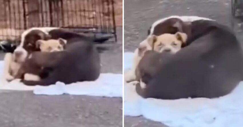 Mother Dog Melts Hearts Of Rescuers When Found Cradling Puppy On Street