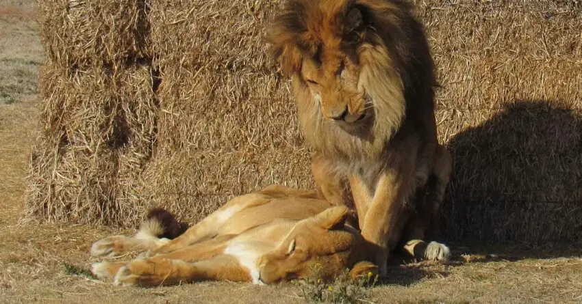 Loyal Lion Stays By The Side Of His Sick Wife Until The Very End