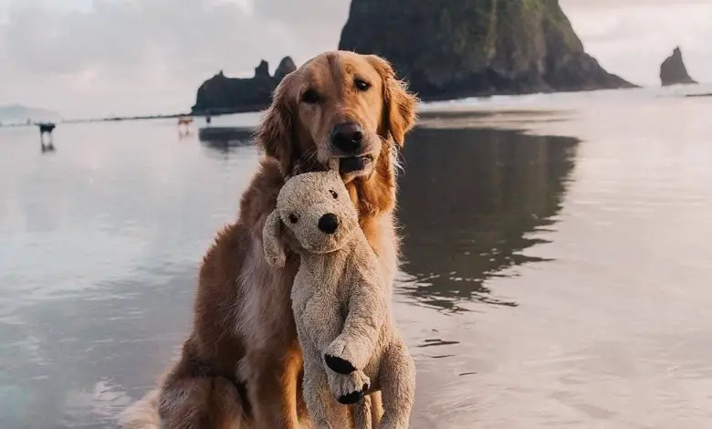 Elderly pup’s 6-year tradition: Bringing a matching toy on every hike.