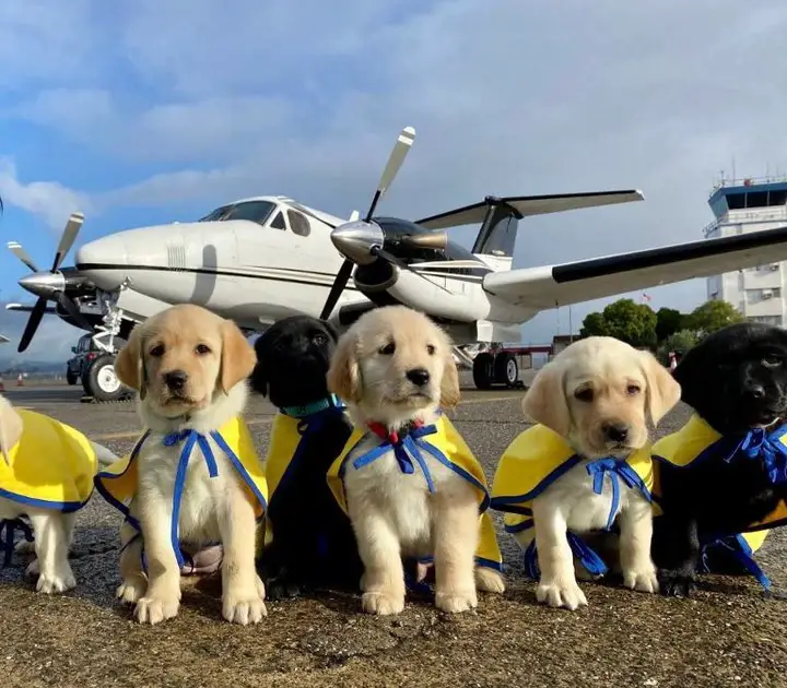 Let’s celebrate our amazing volunteer pilots and their cute canine companions who help train assistance dogs at Canine Companions for Independence!