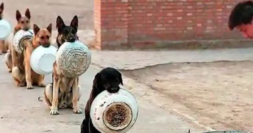 The dog’s unique ability: to place the bowl in its mouth to impress the food.