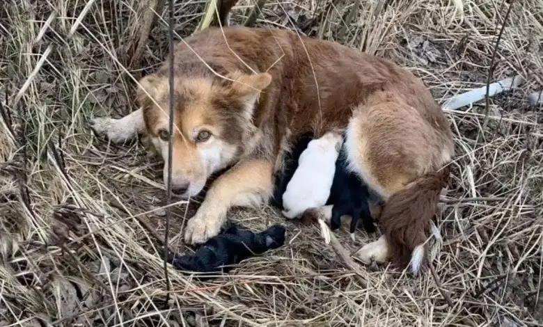 Amidst the dry grass, a touching video captured a courageous mother dog, who used her own body to protect her tiny cubs from the biting cold.