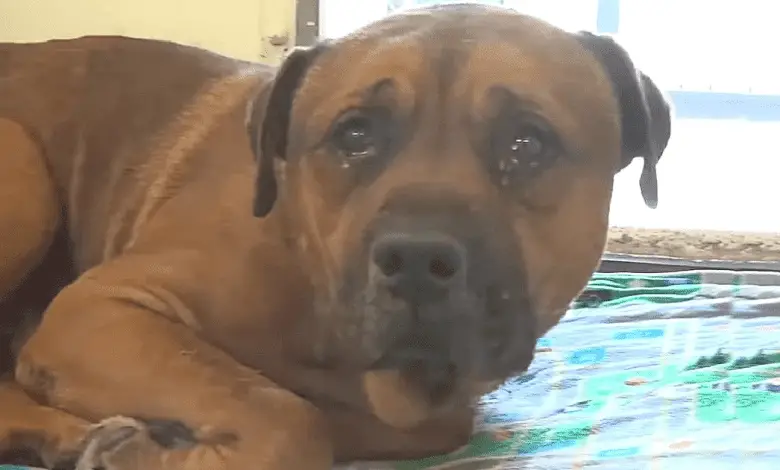 A sad dog cries nonstop upon discovering he’s been left alone without his brother.