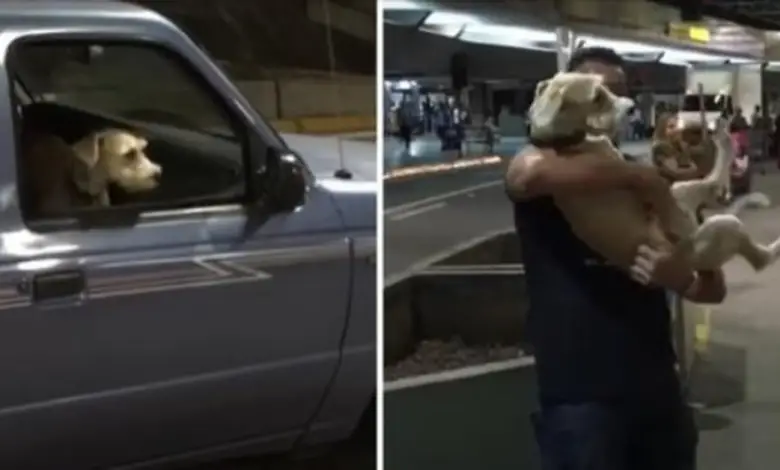 The dog screams and jumps for joy when he reunites with the owner he hadn’t seen in 10 days, displaying an overwhelming sense of happiness and excitement.