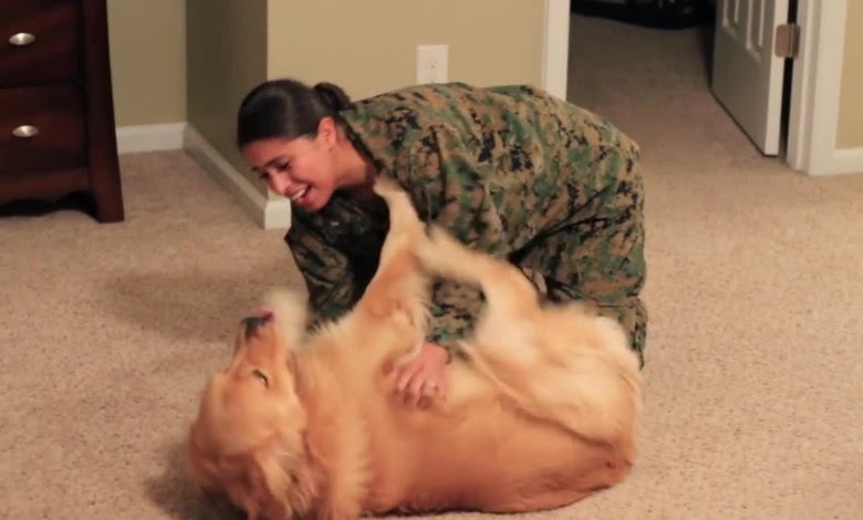 A Golden Dog Goes Crazy Awaits The Return of His Marine Mom Come Home.