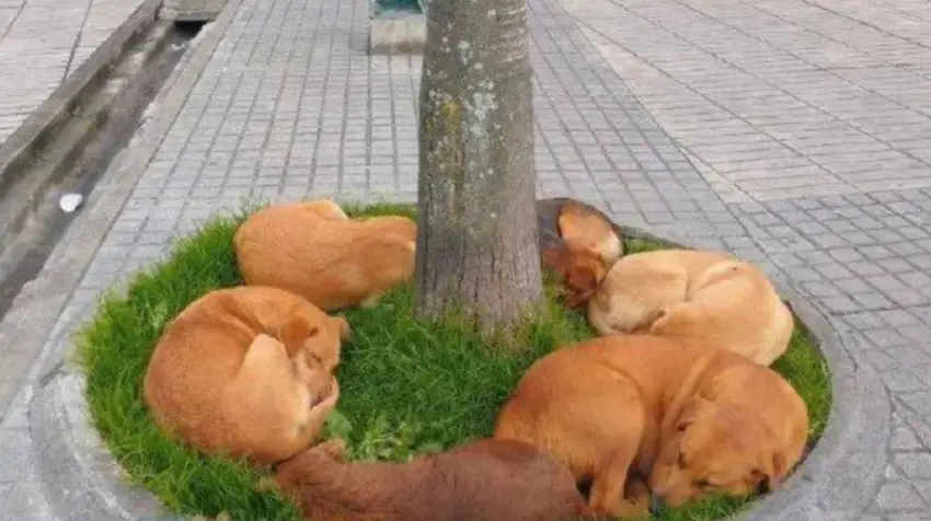 Heartwarming scene: In the chilly winter street, a group of destitute, abandoned dogs huddles together under a tree, seeking warmth, and their plight touches the hearts of passersby.