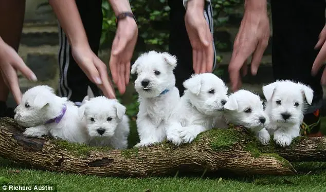 Rushing to the vet, miniature schnauzer puppies made a hasty entrance into the world, melting hearts with their cuteness.