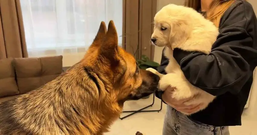 Unforgettable Encounter: German Shepherd and Golden Retriever Puppy’s Heartwarming First Meeting Will Melt Your Heart