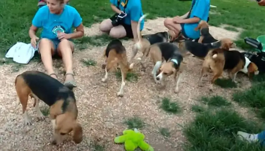 Rescued Beagles Experience Pure Joy in Their First Taste of Freedom