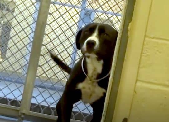 Emotional Moment When A Shelter Dog Realizes He’s Adopted.