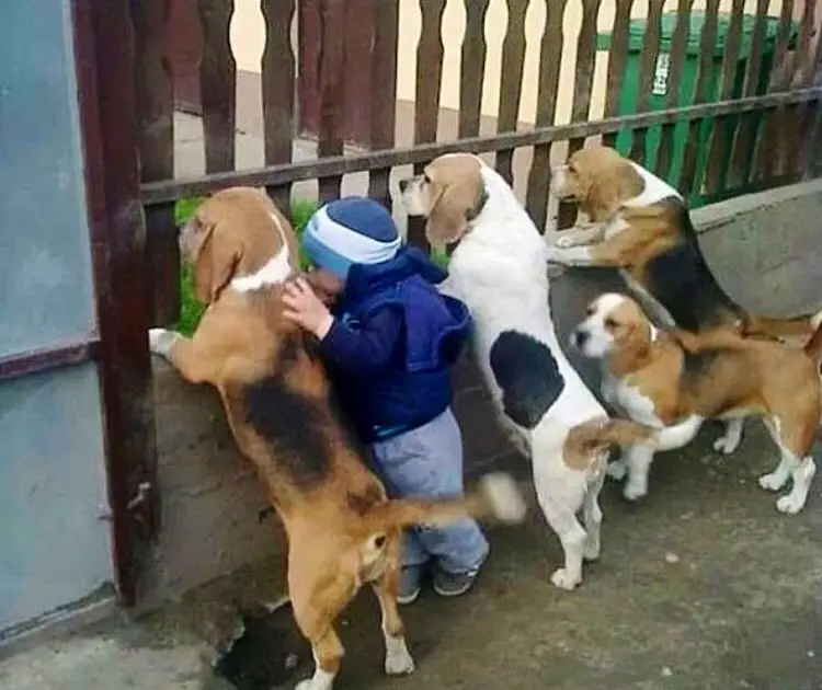 A boy forms an unbreakable bond with his canine companions, finding solace and refuge from parental scolding in their companionship.