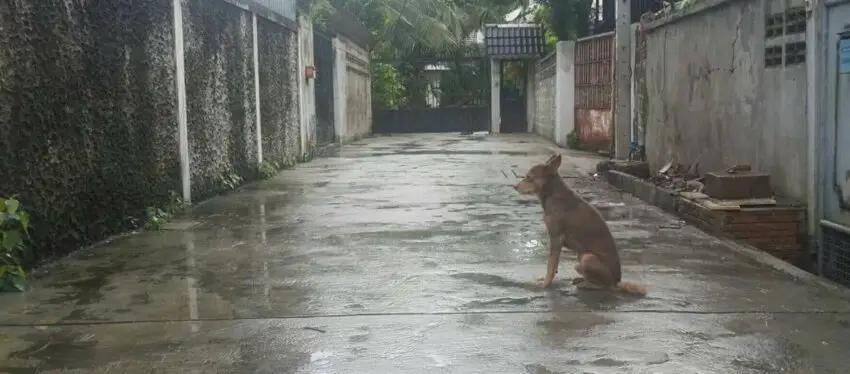 Being chased away by the owner, the loyal dog waited for his owner in the rain for many days and refused to leave, making everyone feel sorry for him