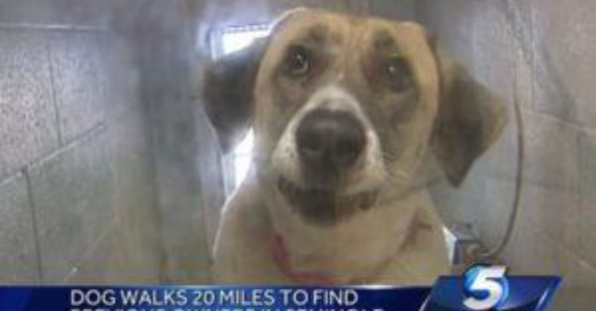 Desperate Dog Walks 20 Miles Twice To Go Back To The Family That Gave Her Up For Adoption