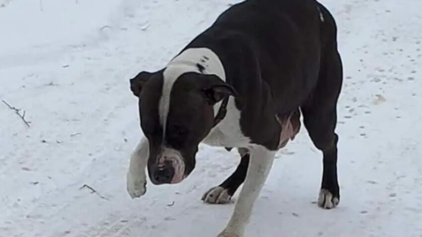 Detroit Pit Crew Rescues Mother and Babies from Harsh Michigan Winter