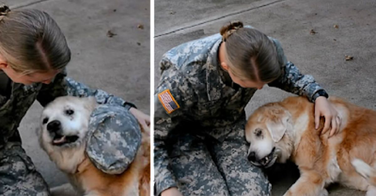 Elderly Dog Hardly Can Walk, Cries When She Sees Her Soldier Mom Coming Back Home