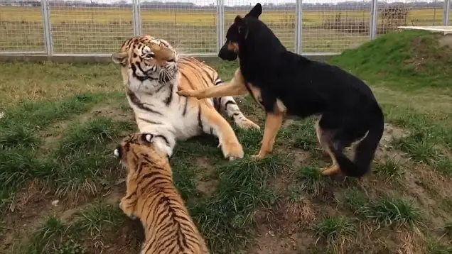 Unlikely Friendship: Watch This Dog’s Incredible Bond with Tigers Will Leave You Speechless