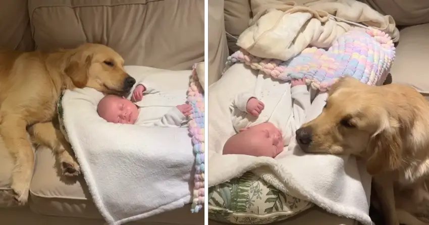 Bound by Love: Golden Retriever Forms an Unbreakable Bond with a Newborn, Becoming Their Constant Best Friend