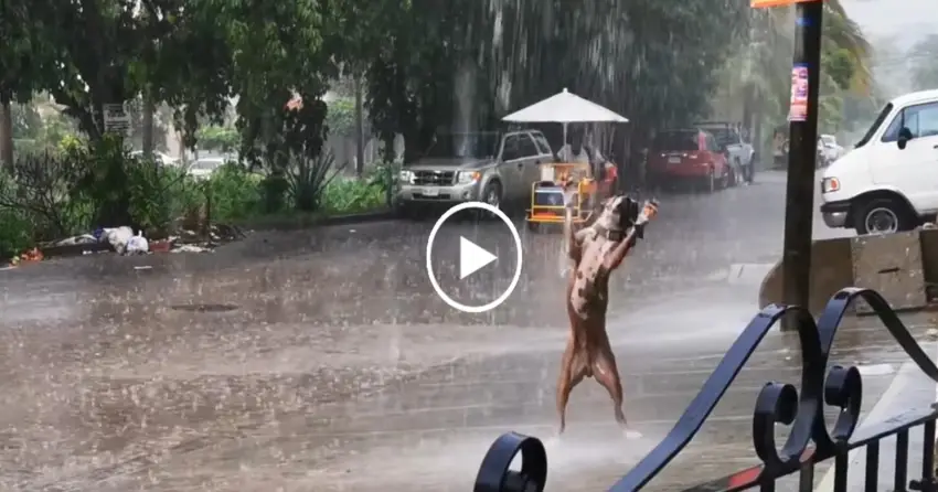 The viral video of the dog dancing in the rain made viewers extremely excited