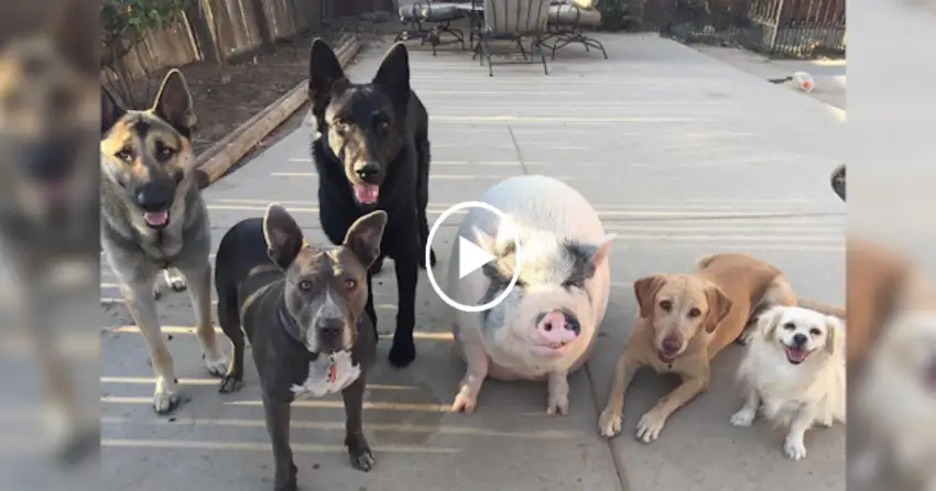 Pot Bellied Pig Happily Raised with 5 Dogs Thinks He’s Just Like His Canine Crew