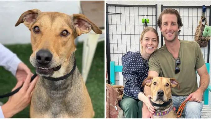 The dog’s happy expression when he found out he was adopted after 477 days of waiting for a new family!