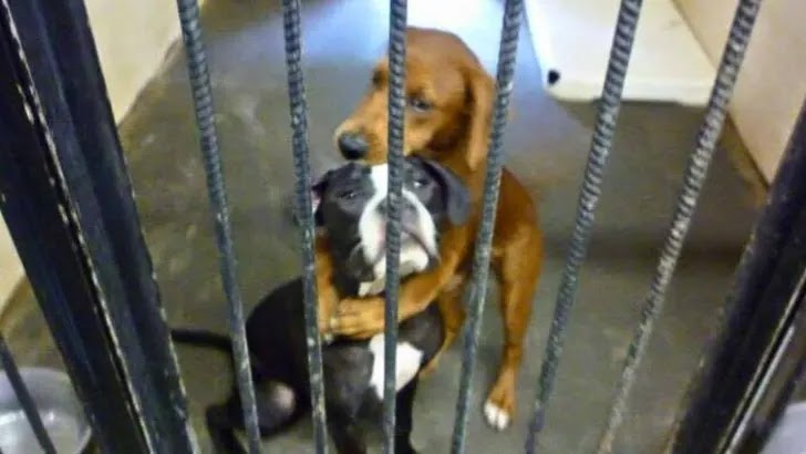 One Photo Of Hugging Dogs Helped Save Two Lives.