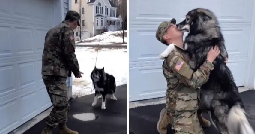 A poignant video captures the soul-stirring reunion of a husky and their devoted military father, stirring tears and profoundly moving every viewer’s innermost being.