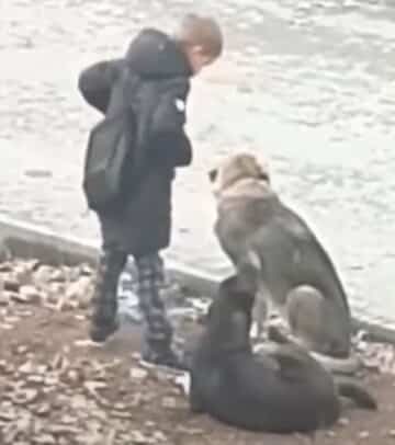 Boy Stops to Hug Abandoned Dogs When He Thinks No One Is Looking