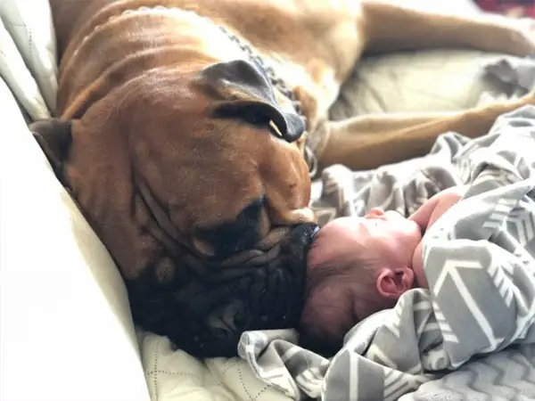 An adorable dog brings solace to his younger brother by bringing him a beloved toy when it’s time to sleep.